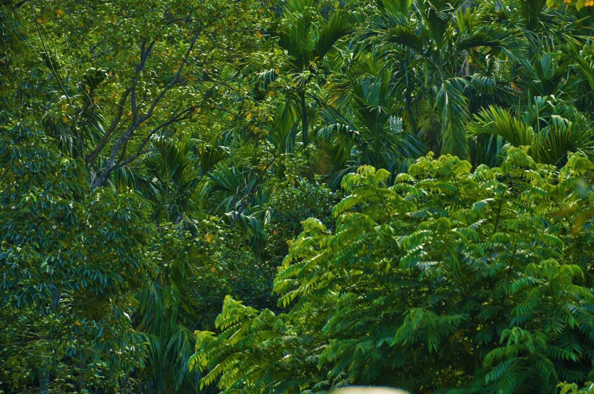 Green Cottage Ella Luaran gambar